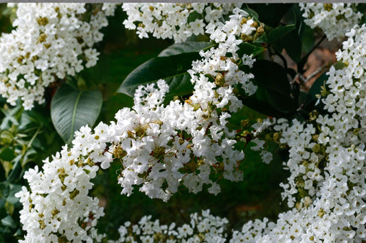 2 Live White Crape Myrtle Plants, Snow White Flowering Crepe Myrtle Trees, 6 Inch Rooted Starter Shrubs, Bare Root Garden Plants