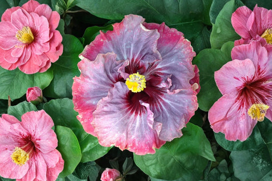 Hibiscus Dark Princess Live Plant, Cajun Color Tropical Hibiscus, Exotic Flowering Shrub, 1.5-2 Inch Starter Plant