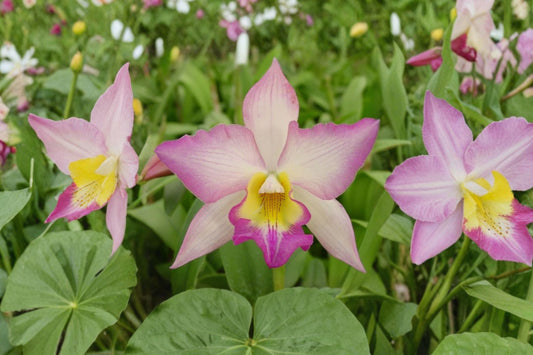 Iwanagara Apple Blossom Orchid Live Plant, Blooming Size Orchid, Fragrant Tropical Flower, Exotic Houseplant, Orchid Collector Gift