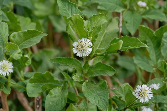 Bhringraj Live Plant, False Daisy Eclipta prostrata, Ayurvedic Herb Plant, Hair Care Herb, Live Medicinal Herb, Herb Garden Plant