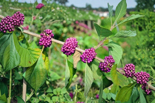 American Beautyberry Live Plant, Callicarpa americana, Purple Beauty Berry Bush, French Mulberry, 1-2 Ft Native Flowering Shrub