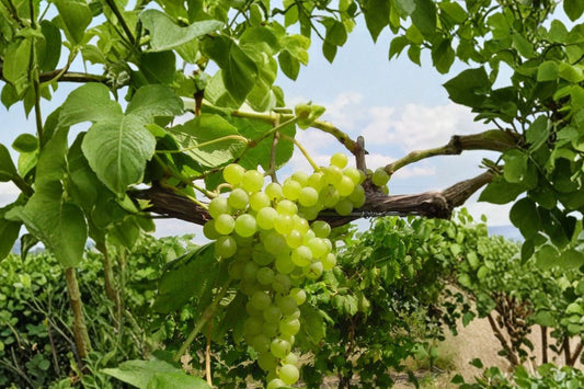 Himrod Seedless Grape Vine Live Plant, 1-2 Year Old Grape Plant, Green Seedless Grapes, Fruit Vine, Backyard Garden Plant, Free Shipping