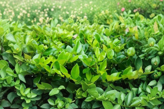 20 Waxleaf Privet Live Plants, Ligustrum japonicum, 2 Inch Starter Plants, Evergreen Privacy Hedge Shrubs, Hardy Landscaping Plants