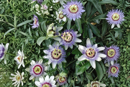 Blue Passionflower Live Plant, Passiflora caerulea, Passion Flower Vine, 4-6 Inch Rooted Starter Plant, Climbing Trellis Garden Vine
