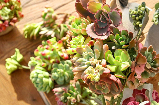 100 Mixed Echeveria Succulent Live Plants, 0.6-1 Inch Mini Succulents, Easy Rooting Starter Plants, Wedding Favors, DIY Terrarium Plants