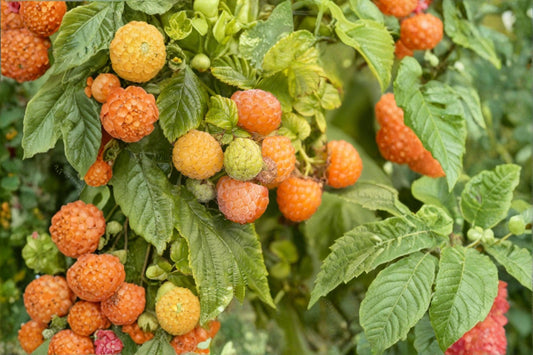 Fall Gold Raspberry Live Plant, Everbearing Yellow Raspberry Bush, Rubus idaeus, Golden Raspberry Starter Plant, Edible Fruit Garden
