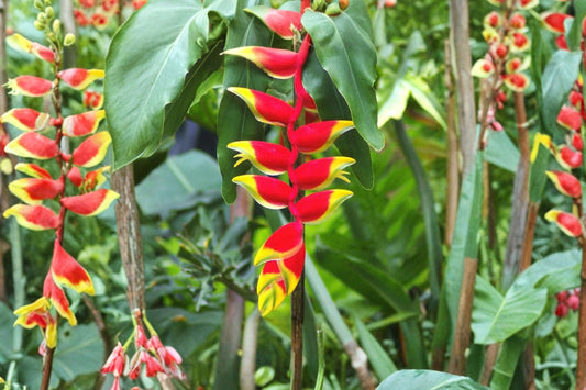 Heliconia Rostrata Live Rhizome, Hanging Lobster Claw Tropical Plant, Exotic Heliconia Starter, Tropical Garden Rhizome, 1 Live Rhizome