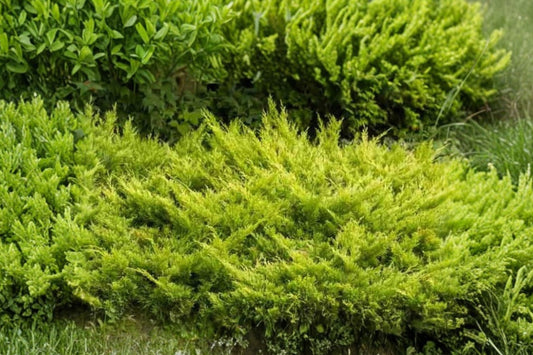 Lime Glow Juniper Live Plant, Juniperus horizontalis Limeglow, Dwarf Creeping Juniper, Evergreen Ground Cover, Starter Plant