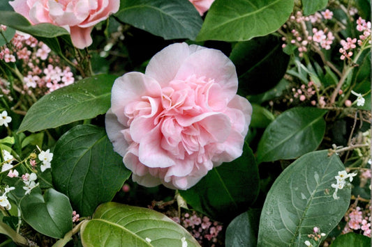 Debutante Camellia Live Plant, Pink Camellia Japonica, Peony Flower Evergreen Shrub, Shade Garden Flowering Bush, Starter Plant