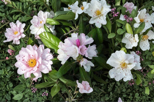 Yaku Princess Rhododendron Live Plant, Pink White Flowering Evergreen Shrub, Compact Rhododendron, Shade Garden Starter Plant