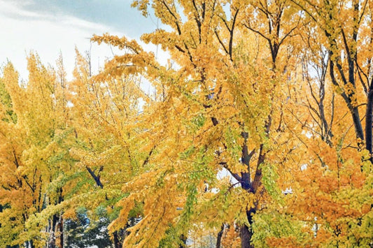 Ginkgo Biloba Tree Live Plant, Maidenhair Tree, 2.5 QT Deciduous Shade Tree, Golden Yellow Fall Color, Unique Landscape Tree