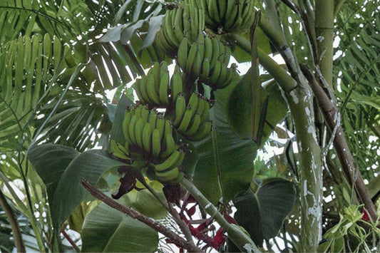 FHIA-01 Goldfinger Dwarf Banana Live Plant, 4 Inch Pot, Tissue Culture Fruit Banana Tree, Apple Flavor Tropical Garden Starter Plant