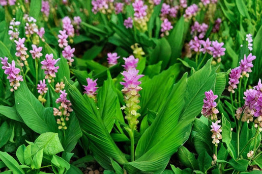2 Live Turmeric Plants, Curcuma longa Ginger Plants, 5-9 Inch Starter Plants, Tropical Herb Garden, Live Rhizome Plant for Growing