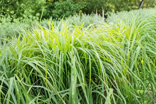 25 Vetiver Live Plants, Vetiver Grass for Erosion Control, Chrysopogon zizanioides, Bare Root Starter Plants, Slope Soil Stabilization