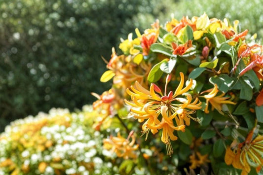 Yellow Honeysuckle Live Plant, Lonicera sempervirens Sulphurea, 1 Gallon Rooted Climbing Vine, Hummingbird Pollinator Garden Plant