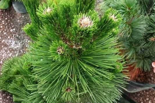 Thunderhead Japanese Black Pine Live Plant, Pinus thunbergii, Dwarf Evergreen Conifer Tree, Asian Garden Specimen, Landscape Pine