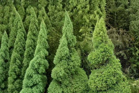 Dwarf Alberta Spruce Live Plant, 2.5 Qt Picea glauca Conica, Pyramidal Evergreen Conifer Tree, Landscape Garden Shrub