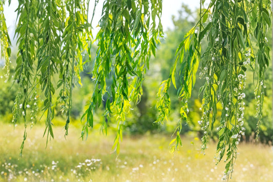 4 Golden Weeping Willow Tree Cuttings, Live Willow Cuttings for Rooting, Fast Growing Shade Tree, Beautiful Arching Landscape Tree