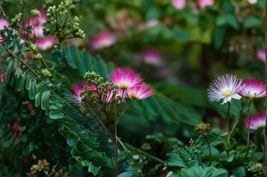 2 Pink Mimosa Tree Live Plants, Albizia julibrissin Silk Tree, 6 Inch Seedling Starters, Fragrant Pink Flowering Tree