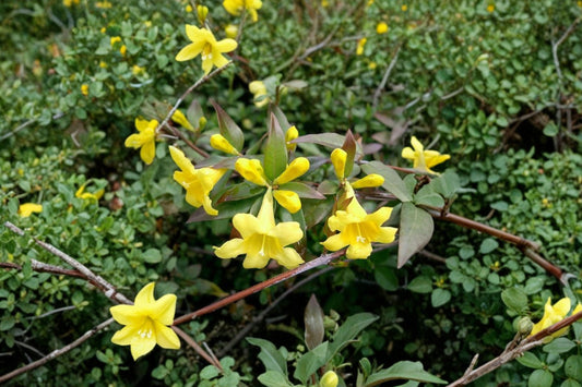 6 Carolina Jessamine Live Plants, Yellow Jasmine Gelsemium sempervirens, 8-10 Inch Rooted Starter Vines, Climbing Trellis Plants