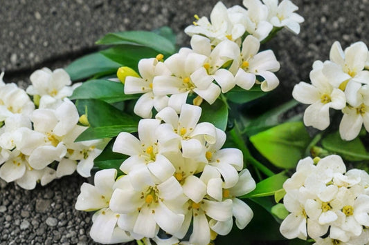 Orange Jasmine Live Plant, Murraya paniculata, 2-3 Ft Tall 1 Gallon Pot, Fragrant White Flower Evergreen Shrub, Mock Orange