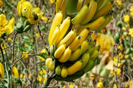 2 Grand Nain Banana Live Plants, 4-10 Inch Musa Starter Plants, Tropical Fruit Banana Trees, High Yield Garden Plants, No Pot
