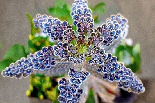 Mother of Millions Live Plant, Kalanchoe delagoensis, 2 Inch Pot Succulent Starter Plant, Unique Houseplant, Easy Propagation Plant