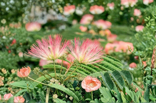 3 Pink Mimosa Tree Live Seedlings, Albizia julibrissin Bare Root Saplings, 4 Inch Plus Silk Tree Starter Plants, Pink Flowering Tree