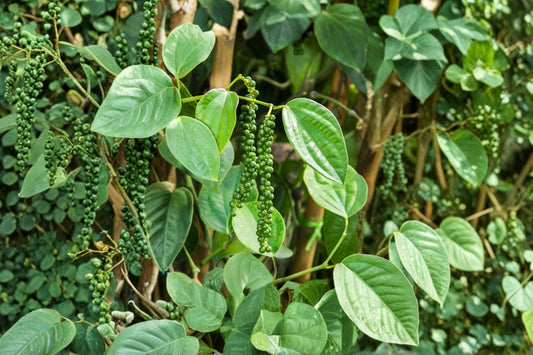 Black Pepper Live Plant, Piper nigrum Starter Plant, Black Peppercorn Vine, Tropical Spice Plant, Edible Garden Plant, USA Seller