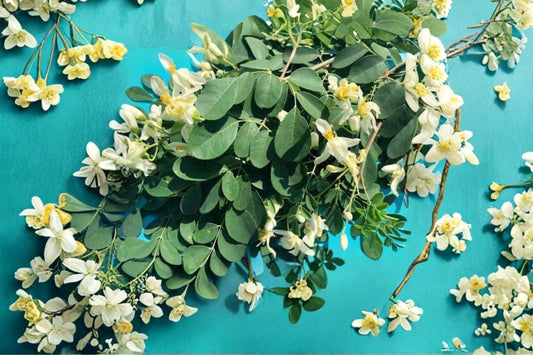 2 Moringa Oleifera Live Plants, 12 Inch Moringa Tree Seedlings, Drumstick Tree, Tropical Edible Garden Starter Plants, Fast Growing Tree