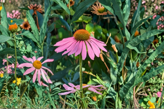 5 Purple Coneflower Live Plants, Echinacea purpurea Perennial Flowers, Pollinator Garden Plants, Native Wildflower Starter Plants