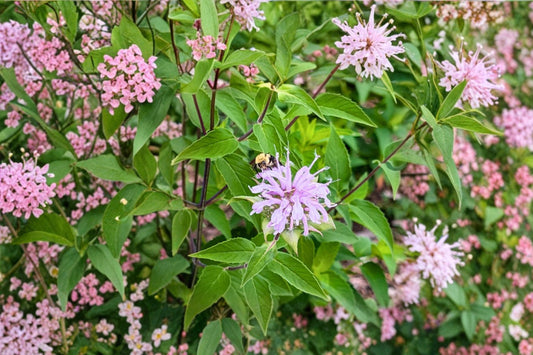 5 Mixed Color Bee Balm Live Plants, Monarda Bergamot Perennial Flowers, Butterfly Hummingbird Pollinator Garden Starter Plants