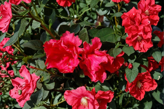 Red Ruffle Azalea Live Plant, Rutherford Hybrid Azalea, 1 QT Red Flowering Evergreen Shrub, Shade Garden Landscape Plant