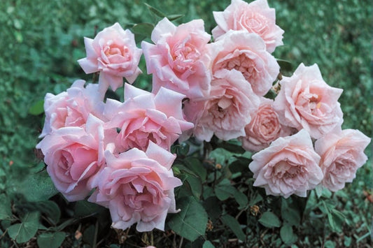 New Dawn Climbing Rose Live Plant, 1 QT Pink Climbing Rose Bush, Repeat Blooming Fragrant Rose, Trellis Arbor Garden Plant