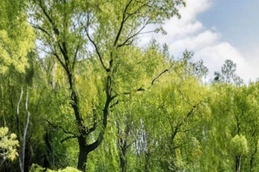 Weeping Willow Tree Live Plant, Salix babylonica, Memorial Gift Tree, Fast Growing Shade Tree, Arching Landscape Tree, Garden Gift