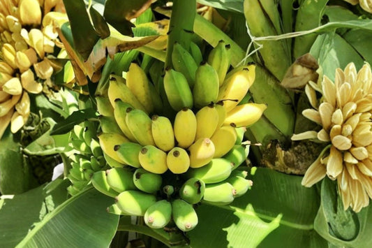 Tall Namwah Banana Live Plant, Pisang Awak Banana Tree, Cold Hardy Tropical Fruit Plant, Sweet Dessert Banana Starter Plant