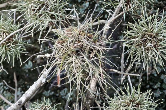 6 Live Air Plants Tillandsia recurvata, Texas Ball Moss, Small Ballmoss Plants, Epiphyte Air Plant Bundle, Terrarium Decor