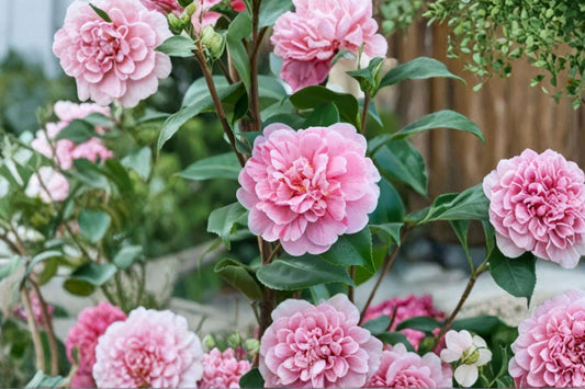 Tri Color Camellia Japonica Live Plant, Multicolor Camellia Flowering Evergreen Shrub, Shade Garden Starter Plant, 1 Live Plant