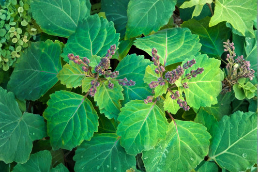 Patchouli Live Plant, Pogostemon cablin Starter Plant in Peat Moss Plug, Fragrant Tropical Herb, Aromatic Garden Houseplant