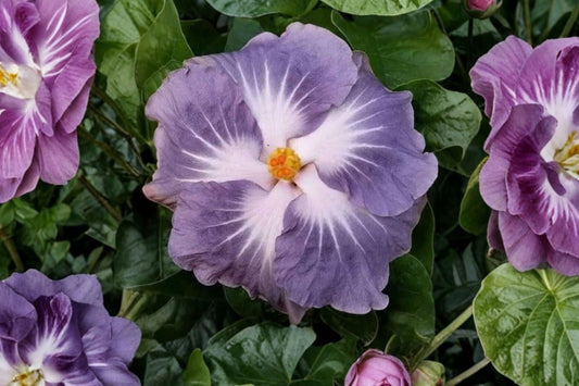 Blackberry Jam Hibiscus Live Plant, Cajun Color Tropical Hibiscus Starter Plant, Exotic Flowering Shrub, Patio Container Plant