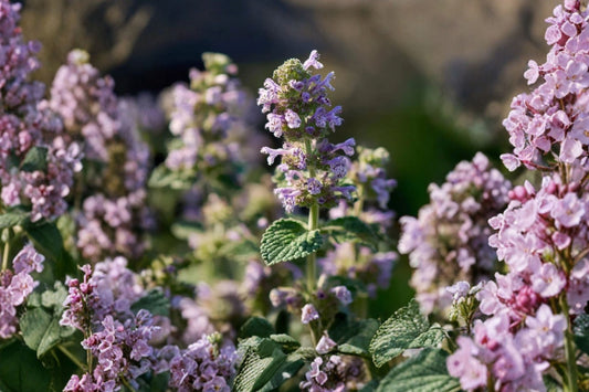 Organic Catnip Live Plant, Nepeta cataria, 4 Inch Pot, Fresh Cat Herb Plant, Aromatic Perennial Herb for Garden & Container