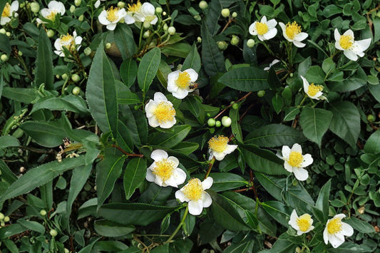 Tea Plant Live Camellia Sinensis, 6-12 Inch Starter Plant, Green Black Tea Shrub, Edible Garden Plant, Free Shipping
