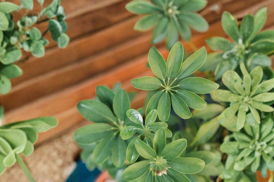 Dwarf Umbrella Tree Live Plant, Schefflera Arboricola Houseplant, Tropical Indoor Plant, Easy Care Green Plant + Free Plant Food