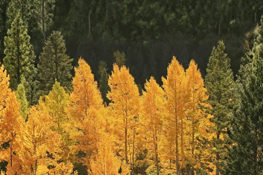 2 Quaking Aspen Tree Seedlings Live Bare Root, Populus tremuloides Starter Trees, Dormant No Leaves, Native Deciduous Landscape Trees