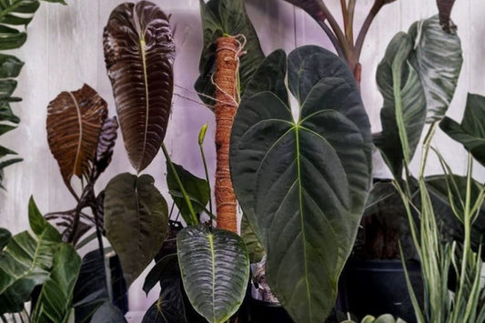 Anthurium Pallidiflorum Live Plant, Rare Strap Leaf Anthurium, Tropical Indoor Houseplant, Collector Aroid, Green Hanging Plant