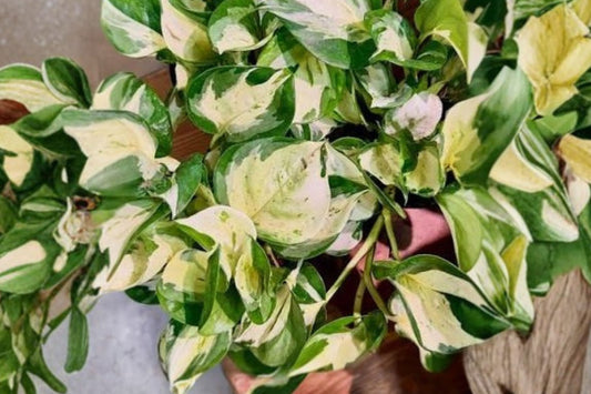 Mutant Manjula Pothos Live Plant, 4.5 Inch Hanging Basket, Variegated Pothos, Rare Collector Houseplant, Epipremnum Indoor Plant