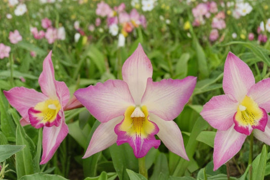 Iwanagara Apple Blossom Orchid Live Plant, Blooming Size Fragrant Orchid, Pink White Flowering Orchid, Collector Tropical Houseplant