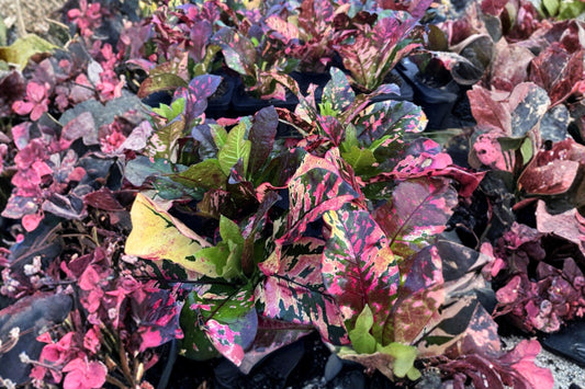 4 Live Outdoor Plants, 4 Inch Potted Starter Plants, Garden Landscape Plants, Patio Container Plants, Set of 4 Live Plants