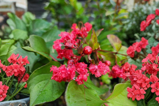 Crape Myrtle Live Plant, Lagerstroemia Flowering Tree, Ornamental Flowering Shrub, Summer Bloom Landscape Garden Plant