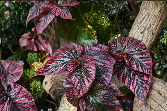 Begonia brevirimosa Exotica Live Plant, 4-6 Inch Tall, Pink Red Variegated Begonia, Rare Exotic Foliage Tropical Houseplant